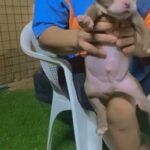 American Bully in Dubai