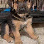 golden retriever mixed breed in Al Ain