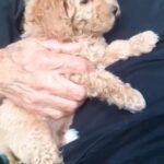 Toy Poodle Available in Dubai