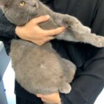 Russian Blue male in Abu Dhabi