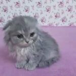 scottish fold small size female in Al Ain