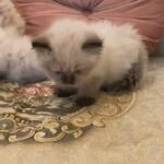 Himalayan Kitten in Abu Dhabi
