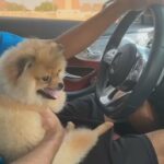 FEMALE POMERANIAN in Abu Dhabi