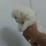 havanese female mini in Dubai