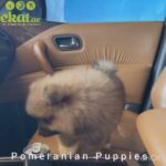Pomeranian Puppies in Ajman