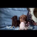 TEACUP POODLE PURE BREED TOP QUALITY  BLOODLINE PUPPIES in Dubai