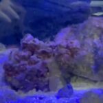 Saltwater Tank Fishs Live Fish For Sale Everythinf For Sale in Dubai