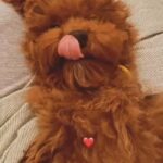 Pure Toy Poodle Male in Dubai