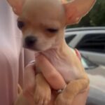 Chihuahua For sale ! in Dubai