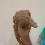 Toy Poodle Puppies Top Quality in Dubai