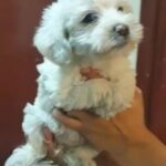 Maltipoo in Dubai