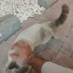 cat for sell emeditly in Dubai