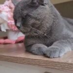 British Shorthair in Ajman