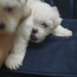 Mini Maltese female puppy in Dubai