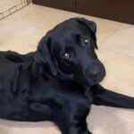 pure black Labrador ready 14 months in Dubai
