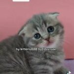 munchkin female kittens available for booking in Dubai