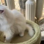 Scotish Kitten in Dubai