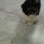 havanese puppy in Dubai