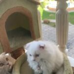 Scottish Kitten in Dubai