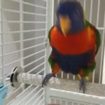 Lorikeet Parrot in Abu Dhabi