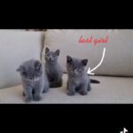 *SOLD*pure British shorthair female in Dubai