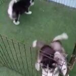 Husky Alaskan Malamute Puppies in Dubai