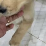 golden retriever puppy male in Abu Dhabi
