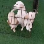 Golden Retriever Puppies in Dubai