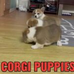 WELSH CORGI PURE BREED PUPPIES AVAILABLE in Dubai