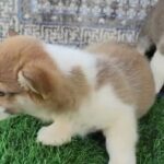 Welsh Corgi Pure Breed Puppies Available in Dubai