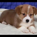 WELSH CORGI PURE BREED PUPPIES AVAILABLE in Dubai