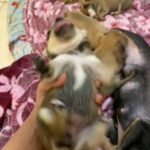 Chihuahua Puppies in Dubai
