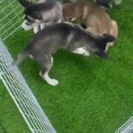 Husky Puppies 2.5 Month in Dubai