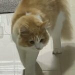 Turkish Angora Cat in Ajman