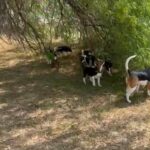 Beagle Puppies Fully Vaccinated/Passport And FCI Pedigree in Dubai
