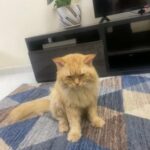 persian cat in Ajman