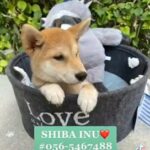 Shiba Inu in Dubai