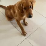 Golden Retriever For Sale in Dubai