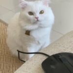 Male Cat For Mating  For Free in Abu Dhabi