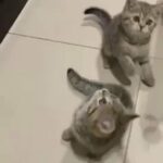 Offer On Britishshorthair Kittens in Dubai