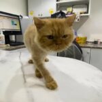 Persian Rescued Cat in Al Ain