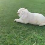 Golden Retriever Puppies, 2month Age /2500AED in Al Ain