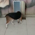 beagle in Dubai