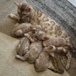 snowy Bengal kittens in Dubai