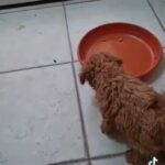 Offer On Toy Poodle in Dubai