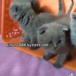 female kittens in Dubai