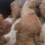 toy poodle in Dubai