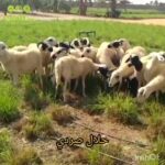 Sardi sheep in Al Ain