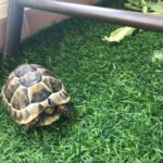 1 Tortoise in Dubai