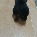 [SOLD] Female rottweiler puppy high quality in Abu Dhabi
